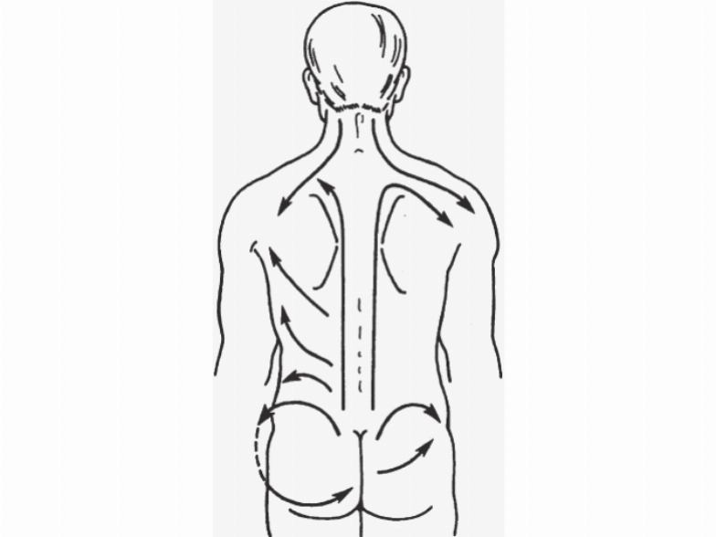 Направления основных движений в области спины, поясницы. Шеи и таза