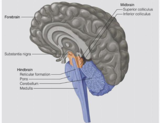 Конечный мозг: строение и функции