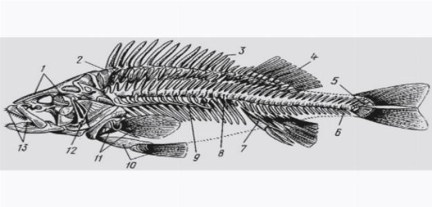 Скелет костистой рыбы (окуня) (по Баклашовой, 1980)