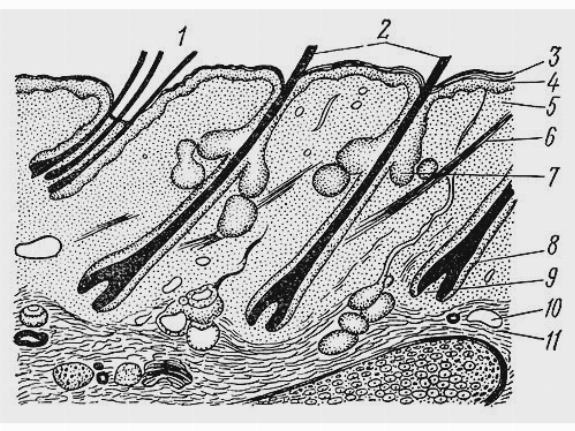 Строение кожи и типы волос млекопитающих (по Гейлеру, 1960)
