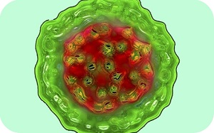 hepatitis_d_virus